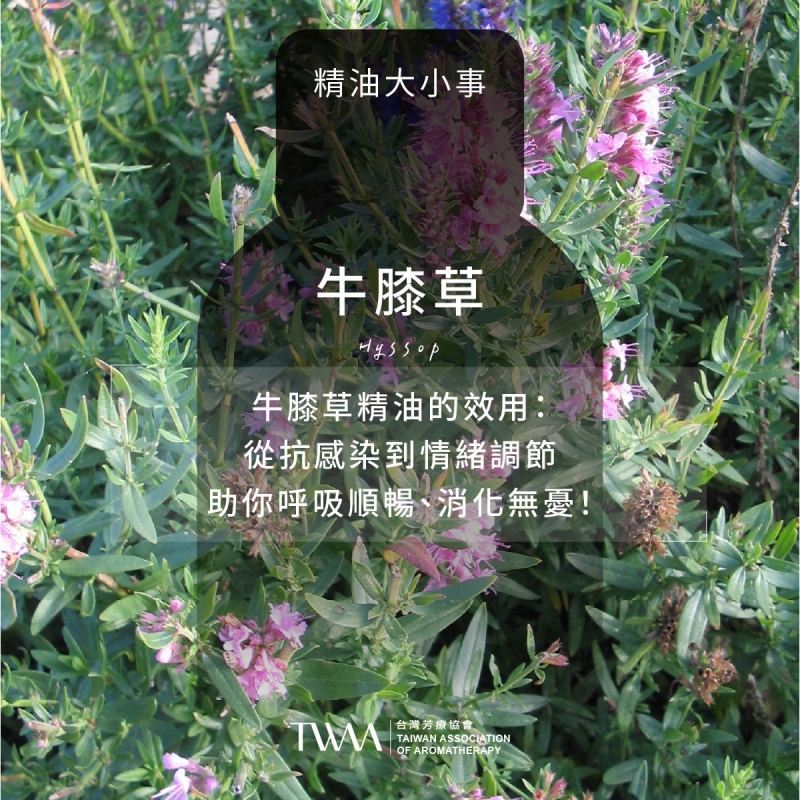 牛膝草精油的效用：從抗感染到情緒調節，助你呼吸順暢、消化無憂！