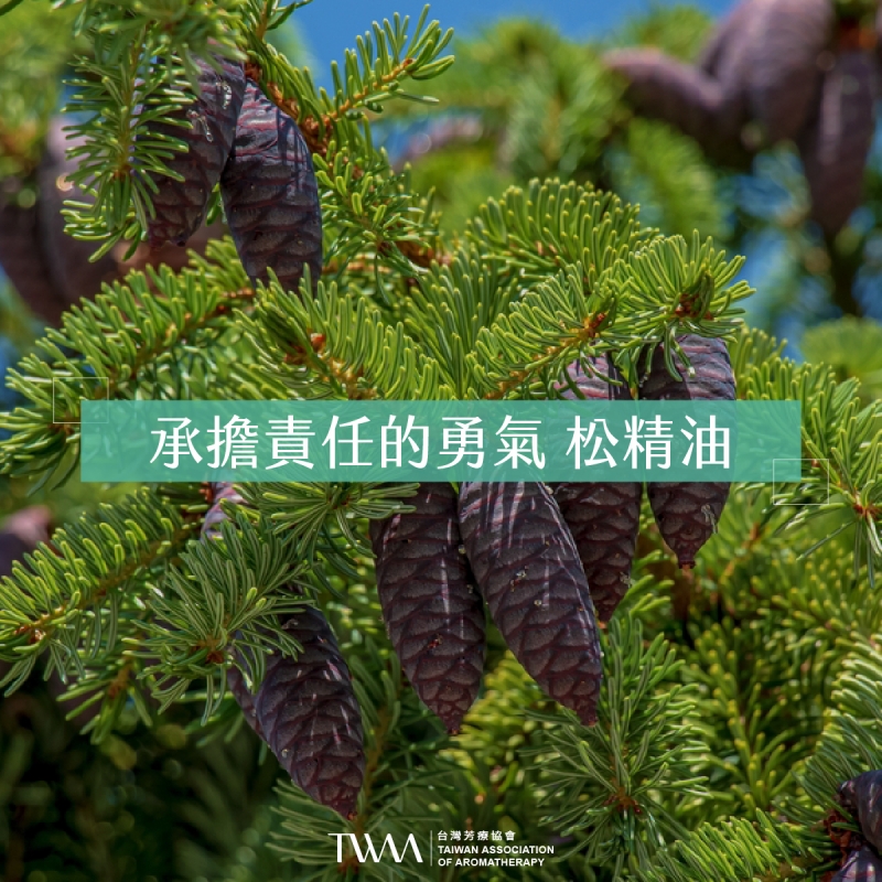 承擔責任的勇氣 松精油