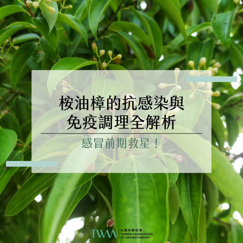 感冒前期救星！桉油樟的抗感染與免疫調理全解析