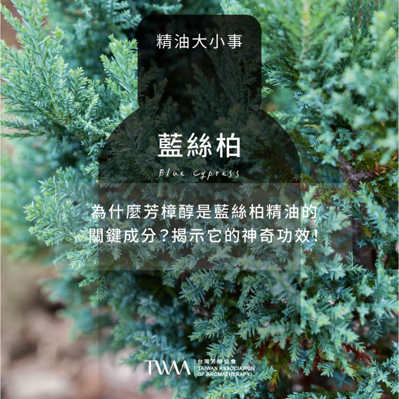 為什麼芳樟醇是藍絲柏精油的關鍵成分？揭示它的神奇功效！
