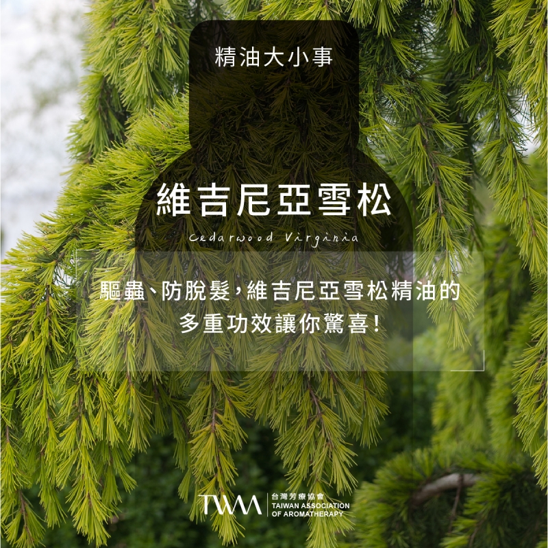 驅蟲、防脫髮，維吉尼亞雪松精油的多重功效讓你驚喜！