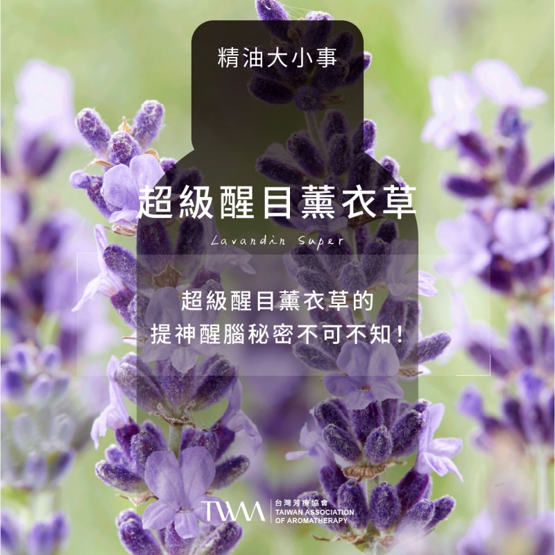 超級醒目薰衣草的提神醒腦秘密不可不知！