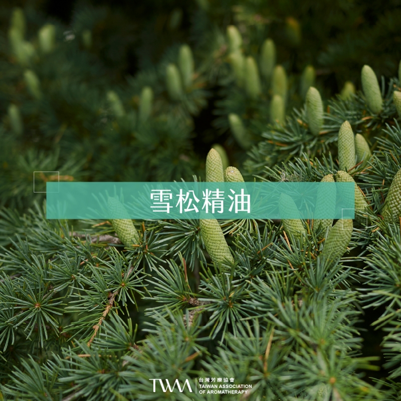 雪松精油