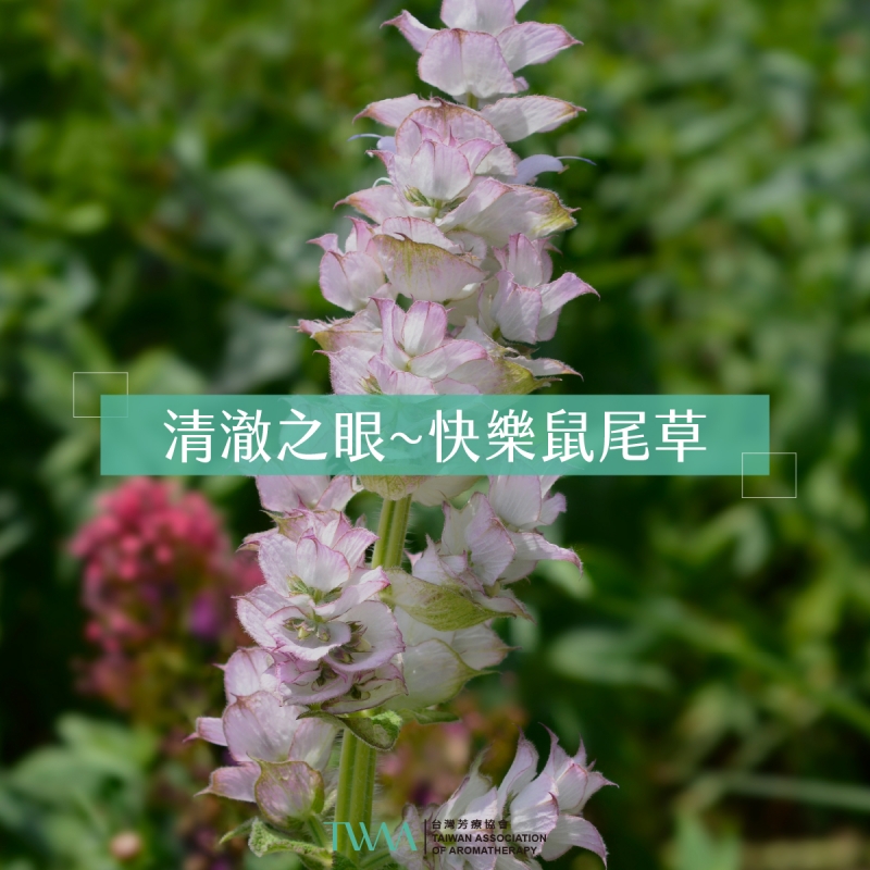 清澈之眼~快樂鼠尾草