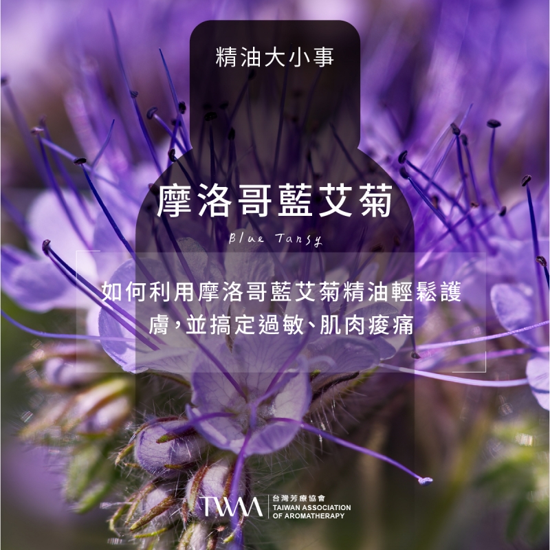 如何利用摩洛哥藍艾菊精油輕鬆護膚，並搞定過敏、肌肉痠痛