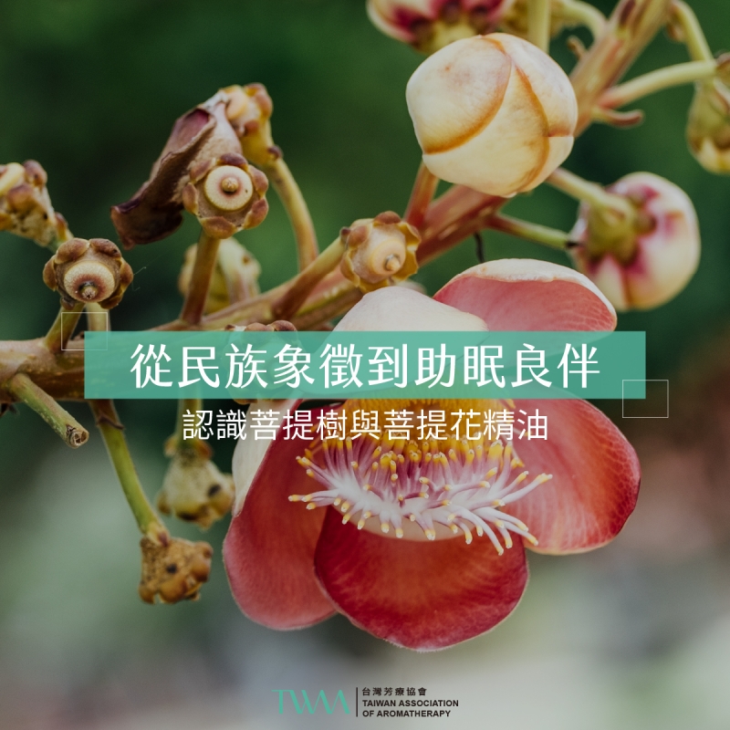 從民族象徵到助眠良伴：認識菩提樹與菩提花精油