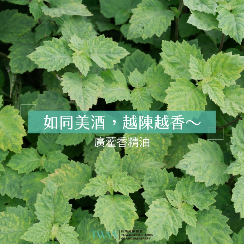 如同美酒，越陳越香～廣藿香精油