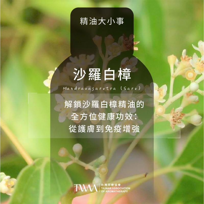 解鎖沙羅白樟精油的全方位健康功效：從護膚到免疫增強