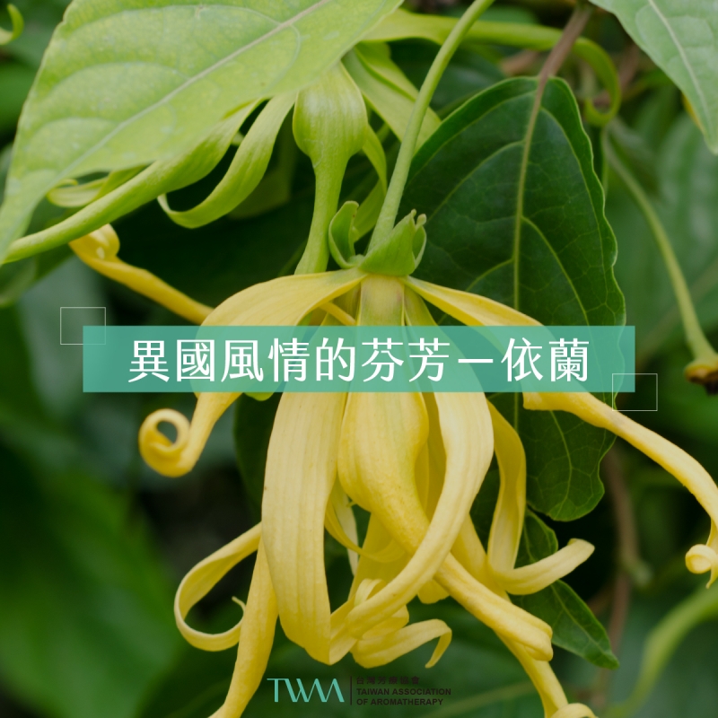 異國風情的芬芳－依蘭精油
