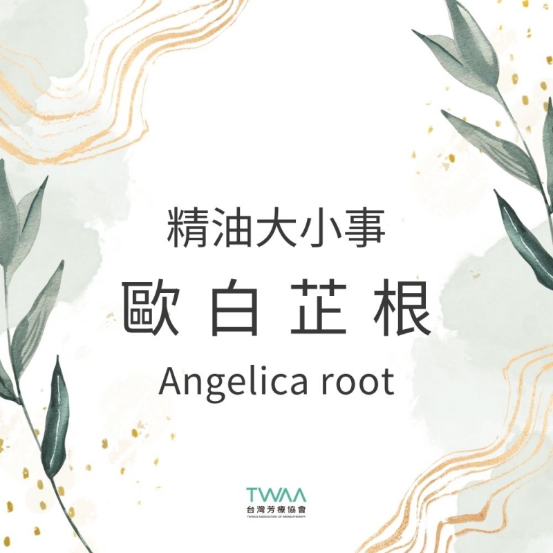 提升生活質量的秘密武器：探索歐白芷根 Angelica 精油的五大健康功效！