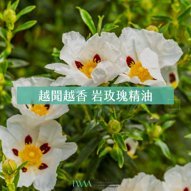 越聞越香 岩玫瑰精油