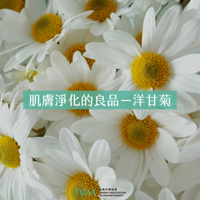 肌膚淨化的良品，洋甘菊精油