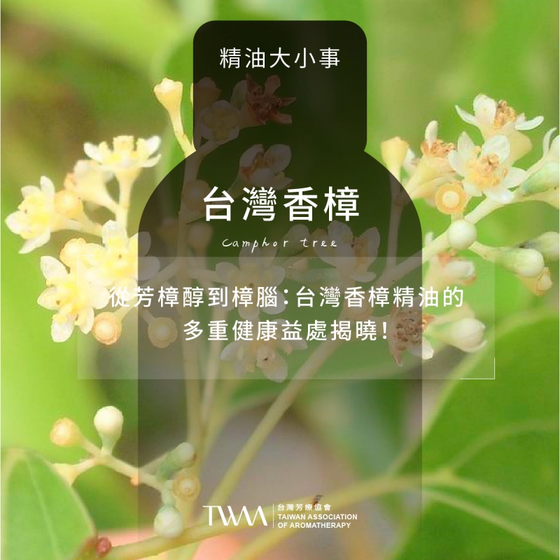 從芳樟醇到樟腦：台灣香樟精油的多重健康益處揭曉！