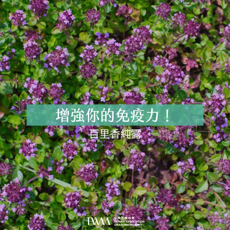 增強你的免疫力！百里香純露