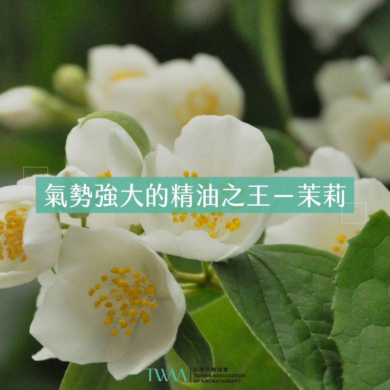 氣勢強大的精油之王－茉莉