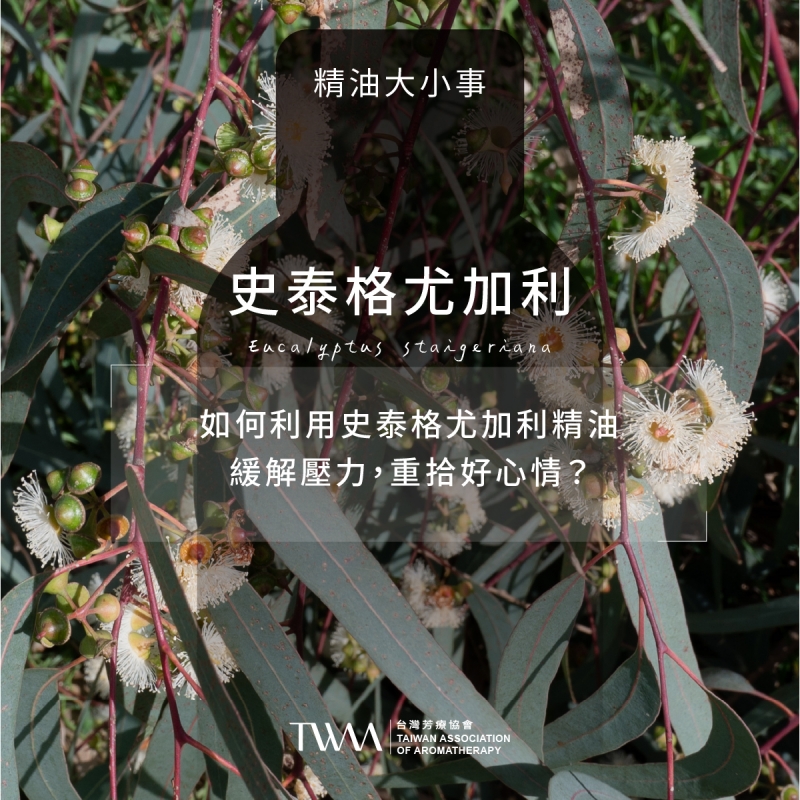 如何利用史泰格尤加利精油緩解壓力，重拾好心情？