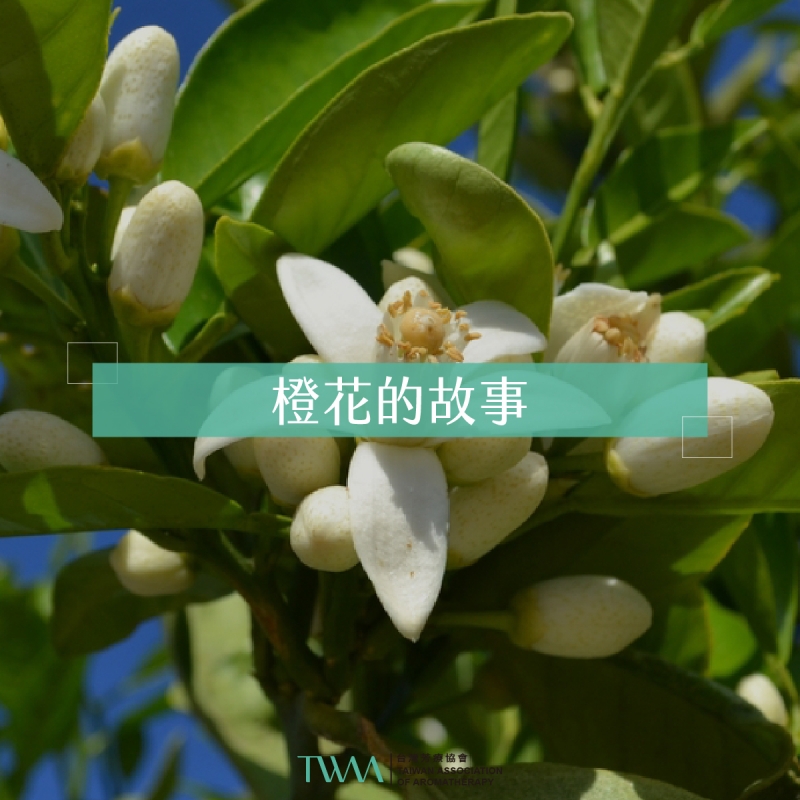 橙花的故事