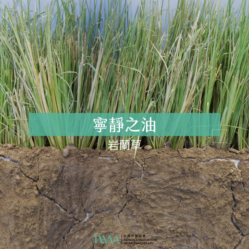 寧靜之油－岩蘭草
