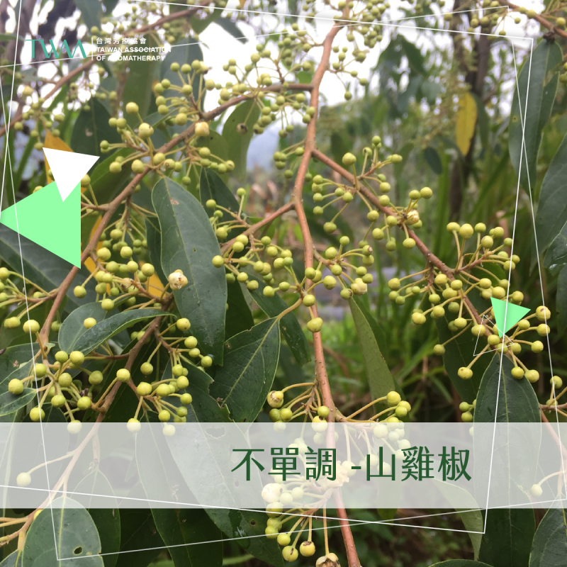 不單調 -山雞椒 / 精油心情故事