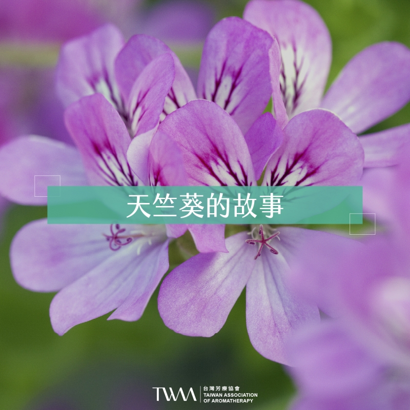 天竺葵的故事