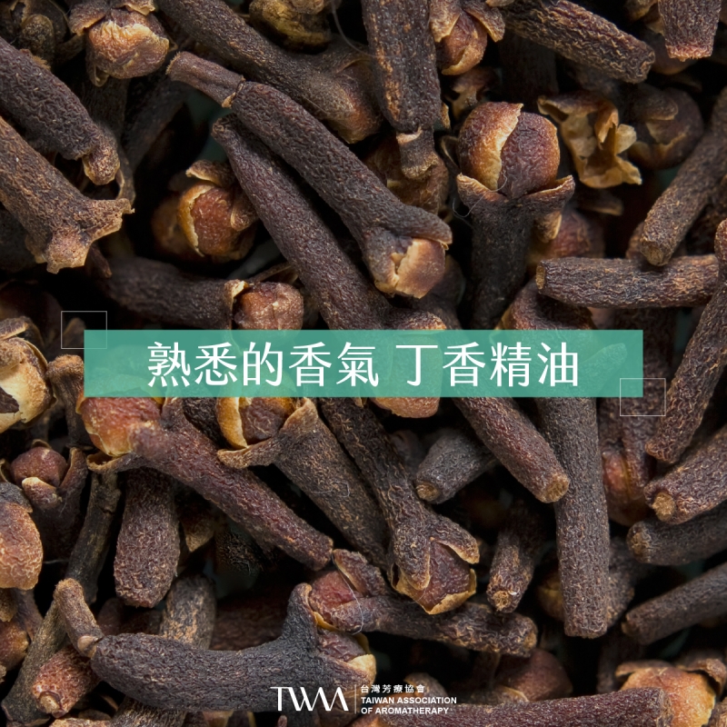熟悉的香氣 丁香精油