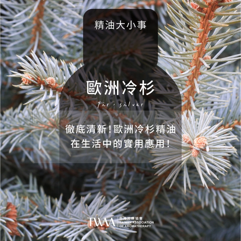徹底清新！歐洲冷杉精油在生活中的實用應用！