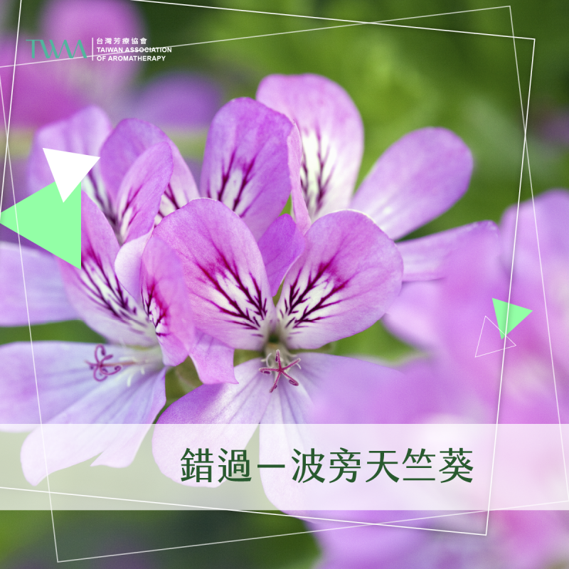 錯過－波旁天竺葵/精油心情故事