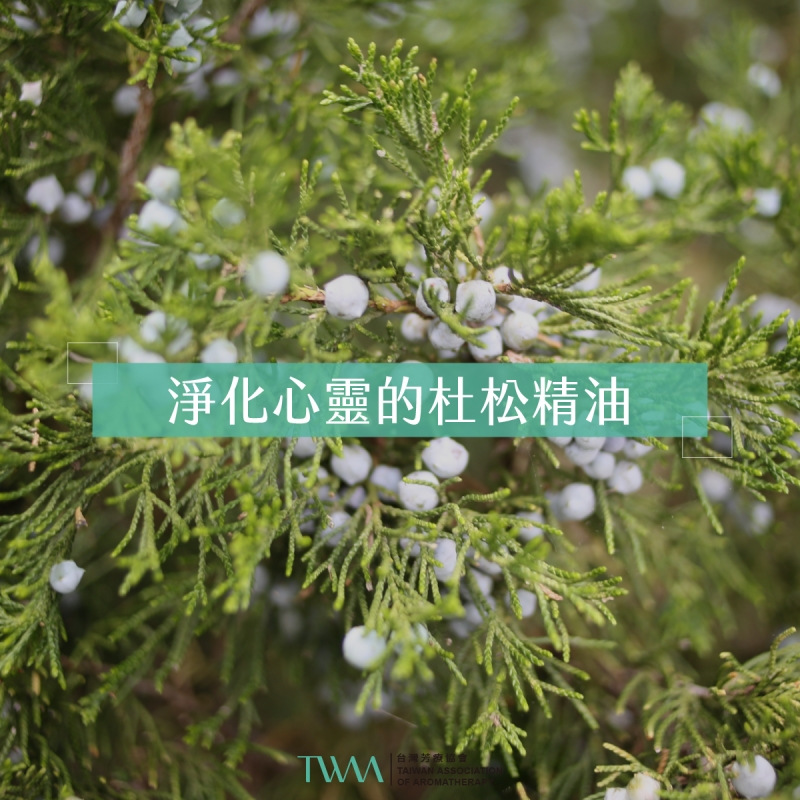 淨化心靈的杜松精油