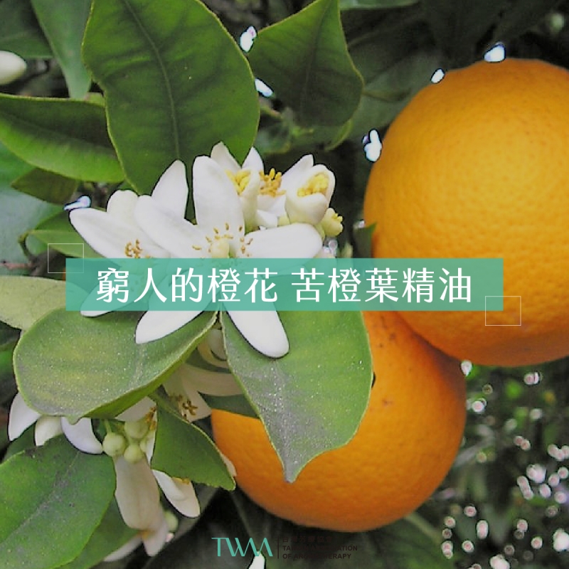 窮人的橙花 苦橙葉精油