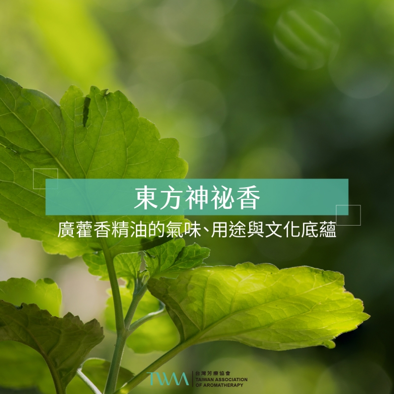 東方神祕香：廣藿香精油的氣味、用途與文化底蘊
