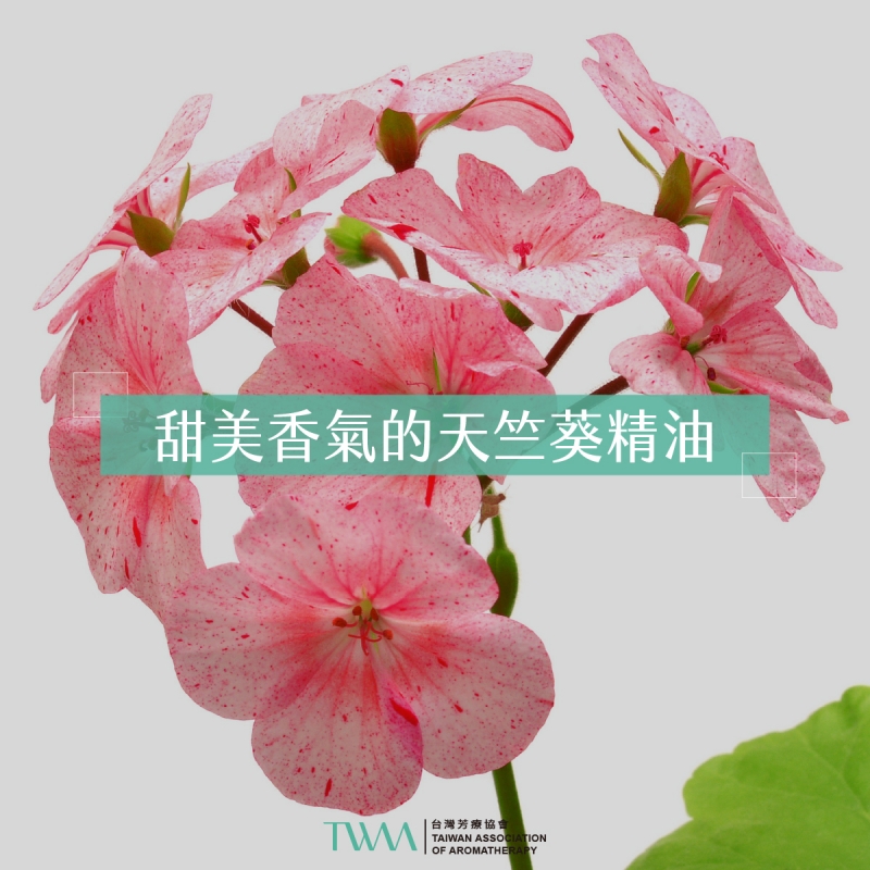 甜美香氣的天竺葵精油