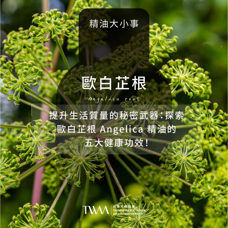 提升生活質量的秘密武器：探索歐白芷根 Angelica 精油的五大健康功效！
