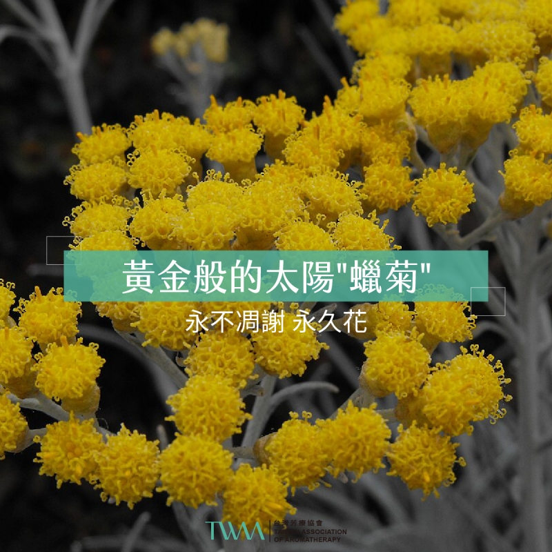 永久花~黃金般的太陽