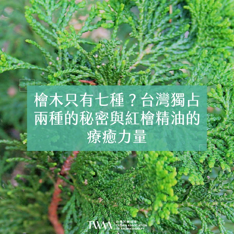檜木只有七種？台灣獨占兩種的秘密與紅檜精油的療癒力量