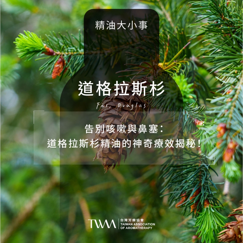 告別咳嗽與鼻塞：道格拉斯杉精油的神奇療效揭秘！