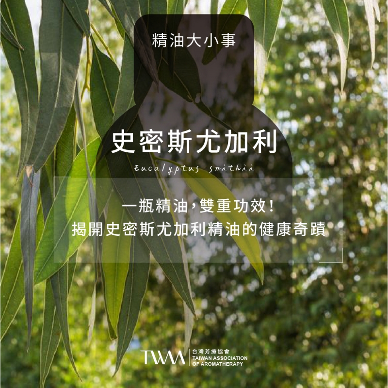 一瓶精油，雙重功效！揭開史密斯尤加利精油的健康奇蹟