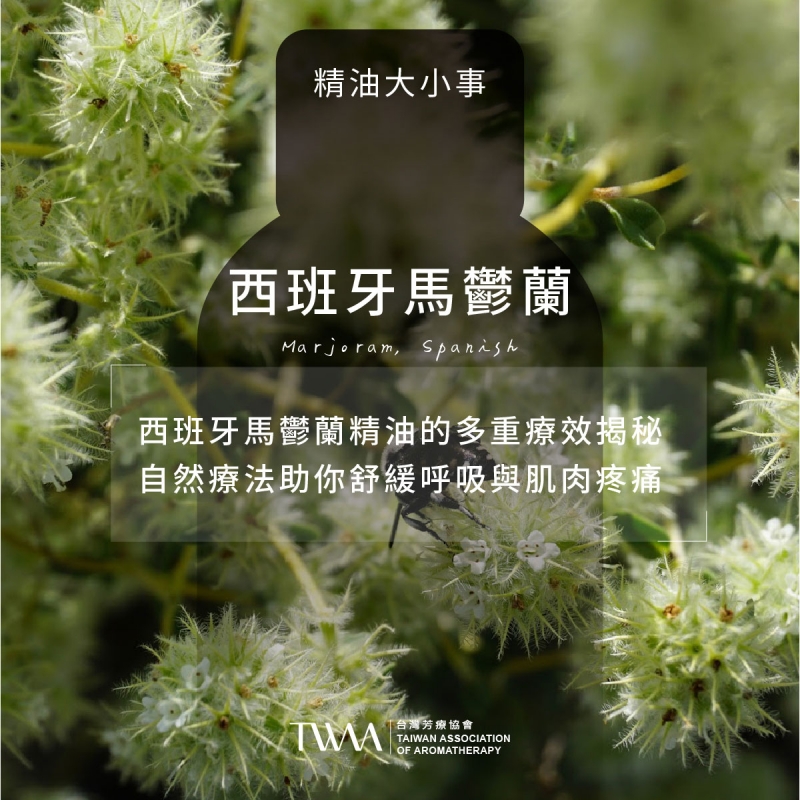 西班牙馬鬱蘭精油的多重療效揭秘！自然療法助你舒緩呼吸與肌肉疼痛！