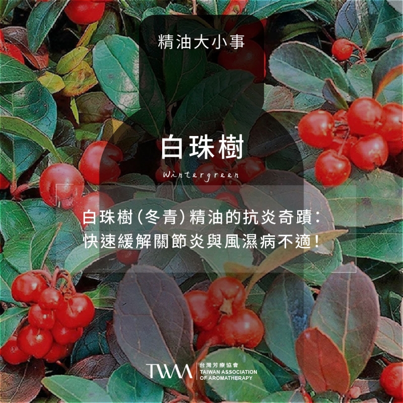 白珠樹（冬青）精油的抗炎奇蹟：快速緩解關節炎與風濕病不適！