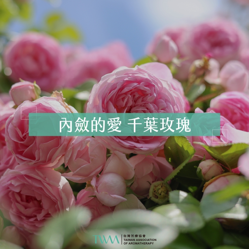 內斂的愛 千葉玫瑰