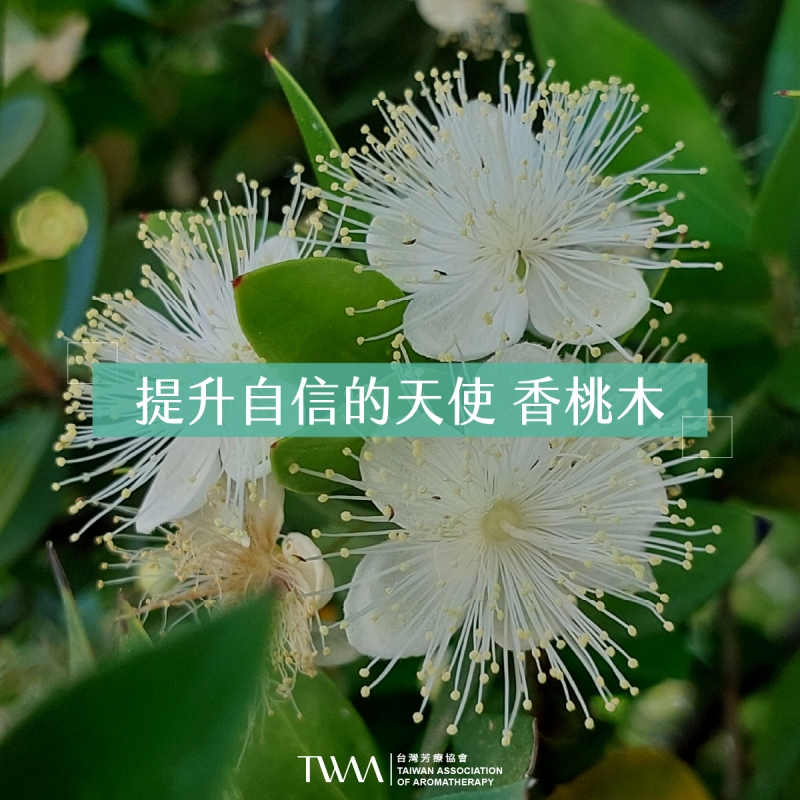 提升自信的天使 香桃木精油
