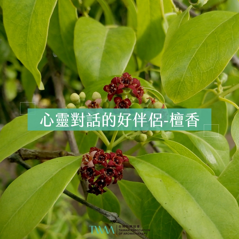 心靈對話的好伴侶 檀香精油