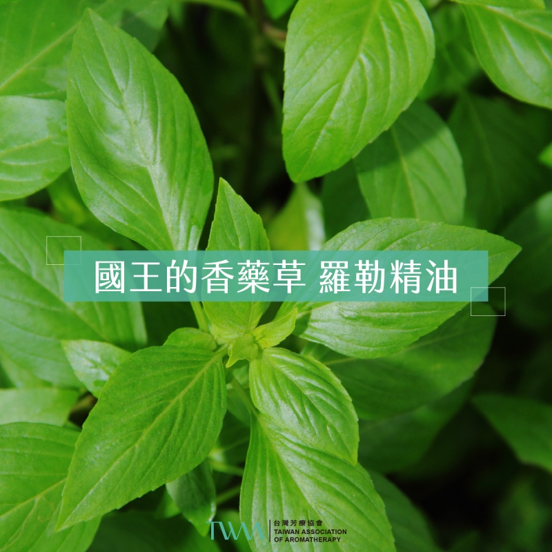 國王的香藥草 羅勒精油