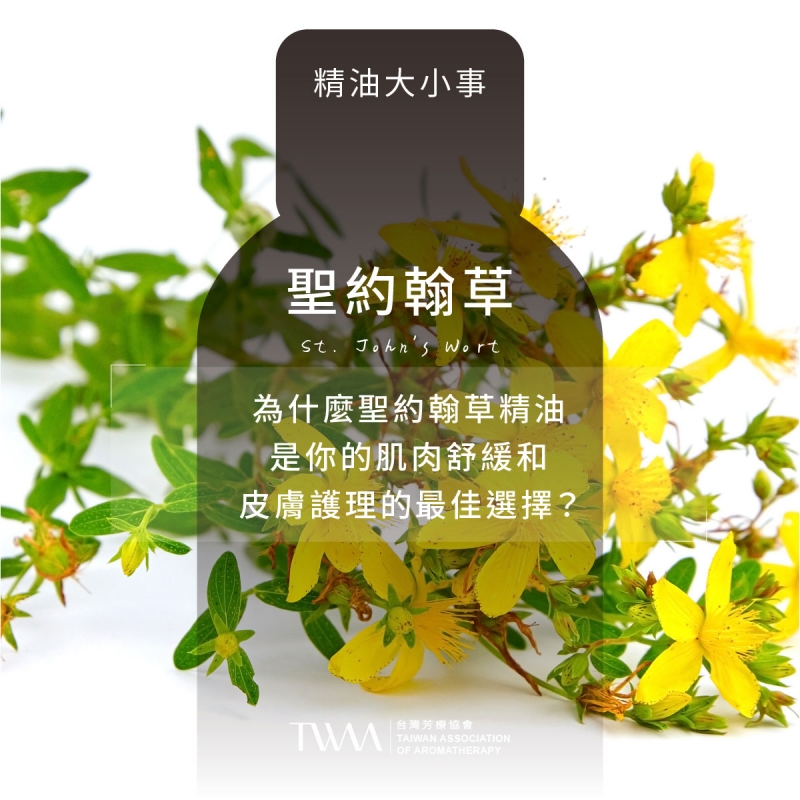 為什麼聖約翰草精油是你的肌肉舒緩和皮膚護理的最佳選擇？