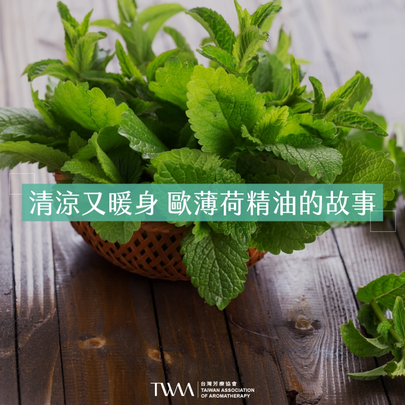 清涼又暖身 歐薄荷精油的故事