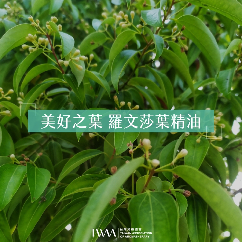 美好之葉 羅文莎葉精油