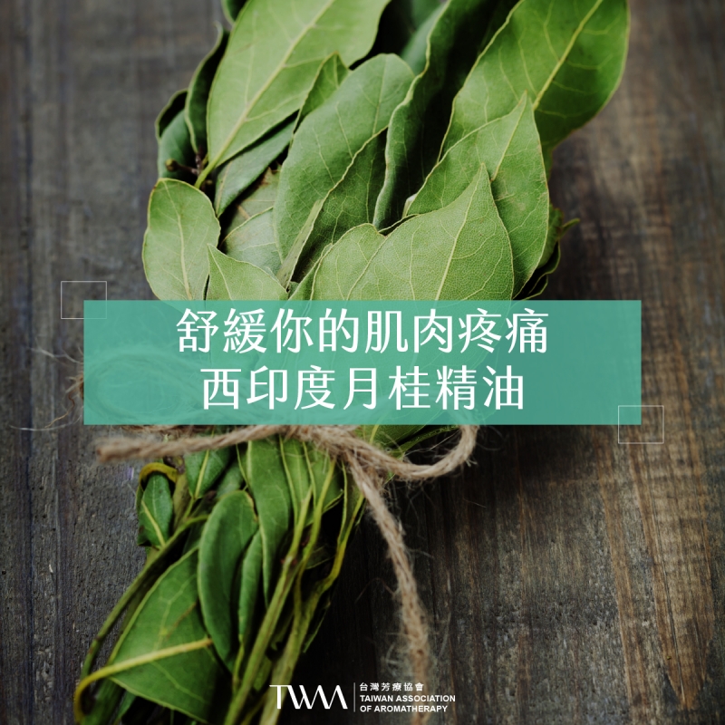 舒緩你的肌肉疼痛 西印度月桂精油