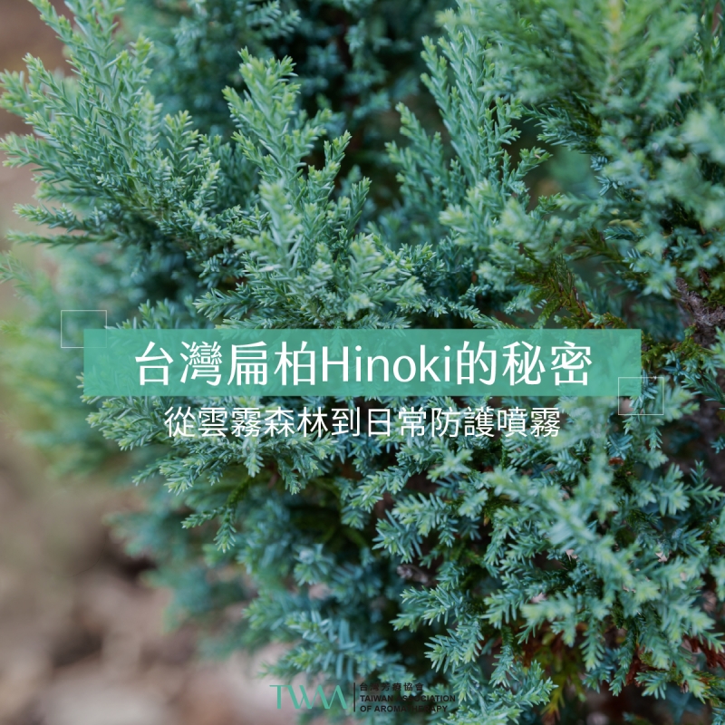 台灣扁柏Hinoki的秘密：從雲霧森林到日常防護噴霧