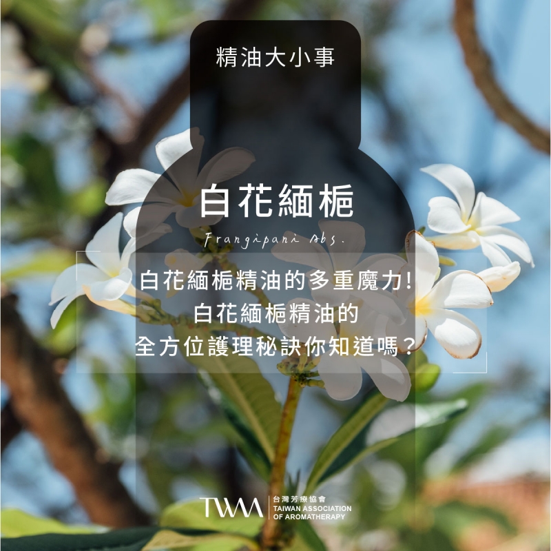 白花緬梔精油的多重魔力!白花緬梔精油的全方位護理秘訣你知道嗎？