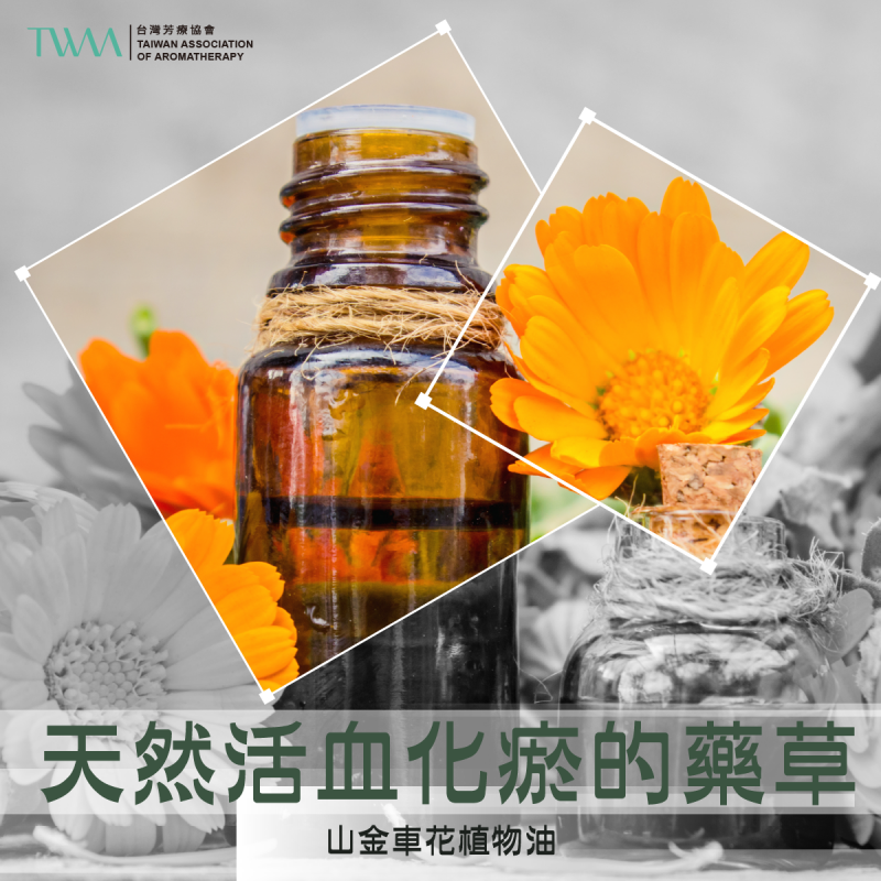 天然活血化瘀的藥草 山金車花植物油