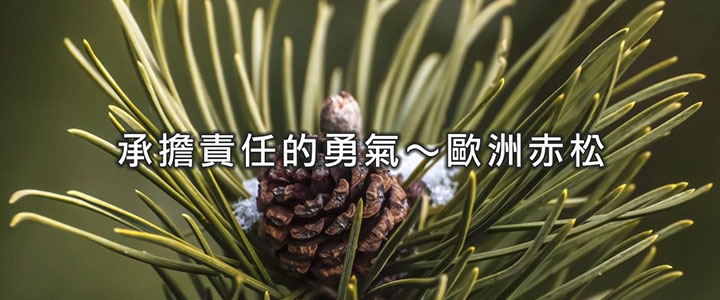 承擔責任的勇氣 松精油